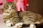 Bežné príznaky artritídy u mačiek a liečebné metódy