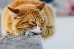 Bežné príznaky a liečba bronchitídy mačiek