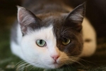 Bežné príznaky a liečba kolitídy u mačiek