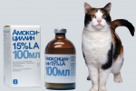 Návod na použitie amoxicilínu pre mačky: injekcie alebo tablety