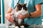 Návod na použitie lieku cestal pre mačky