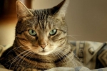 Návod na použitie lieku dironet spot-on pre mačky