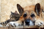 Návod na použitie lieku hondartron pre mačky a psy