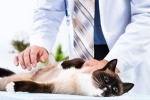 Návod na použitie lieku ligfol pre mačky a psy