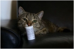 Návod na použitie tabliet dirofen pre mačky