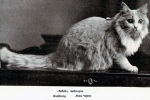 História maine coon mačky