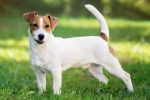 História vzniku a popis plemena jack russell terrier