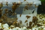 Ako sa zbaviť slimákov v akváriu: 4 najúčinnejšie metódy!