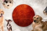 Japonské prezývky pre psov - vyberte si meno s významom