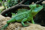 Jašterica bežiaca po vode - prilba baziliška (basiliscus plumifrons)