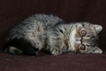 Exotická mačka alebo krátkosrstá perzská