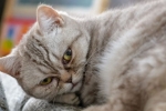 Enteritída u mačiek: príznaky a liečba vírusovej infekcie