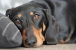 Enteritída u psov: príznaky a liečba ochorenia