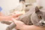 Epilepsia u mačiek: príznaky a liečba choroby