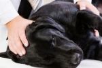 Epilepsia u psov: prvá pomoc a obľúbené spôsoby liečby