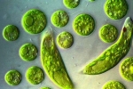 Euglena zelená: biotopy, štrukturálne vlastnosti a reprodukcia