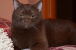 Yorkská čokoládová mačka: popis plemena