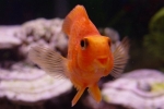 Chov zlatých rybiek vo vašom domácom akváriu