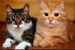 Vlastnosti pre majiteľa domácej mačky