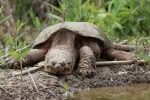 Korytnačka chňapajúca (chelydra serpentina)