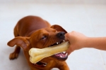 Ako a čím čistiť zuby pre psov a prečo je tento postup potrebný
