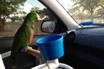 Ako prepraviť papagája v aute