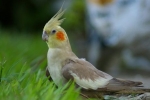 Ako spieva papagáj corella - vlastnosti zvukov
