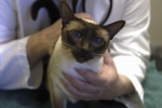 Ako sa vírusová peritonitída prejavuje u mačiek, hlavné metódy liečby choroby