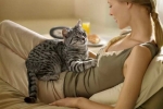 Ako mačky hovoria: zvuková komunikácia a význam správania mačiek