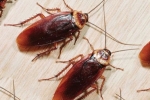Ako sa rozmnožujú šváby - užitočné poznatky na boj proti hmyzu