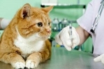 Ako sa toxoplazmóza vyvíja u mačiek a jej príznaky