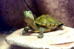 Ako sa korytnačky pária: vlastnosti, starostlivosť a údržba