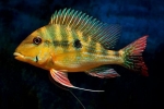 Ako ryby spia vo vode: štrukturálne vlastnosti orgánov zraku