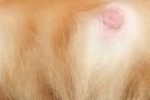 Ako vyzerajú bradavky u tehotnej mačky: snaží sa identifikovať termín
