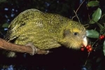 Kakapo