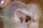 Aké choroby uší trvalo poškodia sluch vášho psa
