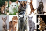 Aké sú plemená mačiek: mená všetkých domácich mačiek, fotografie