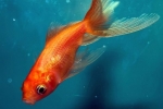 Aké sú druhy akváriových zlatých rybiek