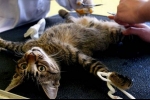 Aké sú následky po kastrácii mačky a čo robiť?