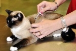 Aké očkovania sa dávajú mačkám