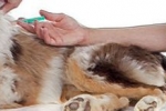 Aké očkovania sa podávajú psom: je potrebné pred očkovaním odčerviť, je možné sa očkovať?