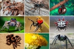 Aké druhy pavúkov sú v prírode