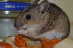 Aký je najúčinnejší liek na potkany a myši?
