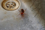 Aký je najúčinnejší liek na šváby v byte?