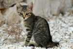 Kalifornská žiarivá mačka: fotografia, popis, farba, charakter, štandard plemena