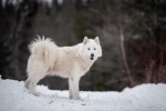 Kanadský eskimácky pes