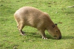 Capybara doma: zaujímavé fakty, aké zviera