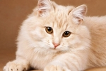 Blšie kvapky pre dospelé mačky a mačiatka: pokyny a prehľad najlepších liekov