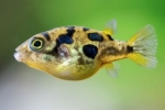 10 Nezvyčajných akváriových rýb, o ktorých ste možno ešte nepočuli