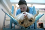 Kastrácia kryptorchovej mačky: vlastnosti stavu, chirurgia a starostlivosť